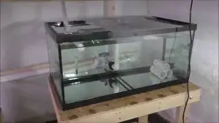 Australoheros Oblongum Cichlids