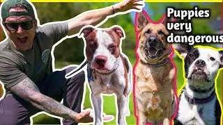 Petbull puppies and boxer puppies  shepherd puppie very heard dangerous dogs 😲😱#trending #viralvideo