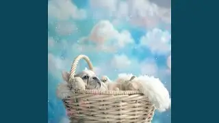 Gentle Dog Tranquility