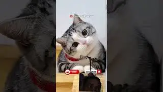 tes kuat #kucinglucu #cat #kucing #funny #shorts #viral #video #short #lucu #viralvideo #memes