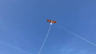 Colours in Motion Eagle Kite