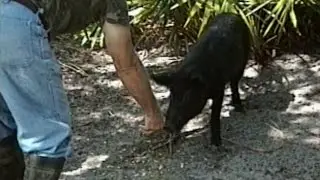 Wayne Bomstad Outdoors, The Pig Whisperer, Florida 1993