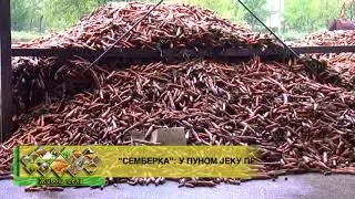 Semberka: U punom jeku prerada mrkve