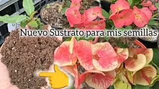 Sustrato y flores #coronasdecristo#jardín#flores#plantas#jardin