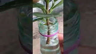 How to grow Ficus microcarpa L.f. In water