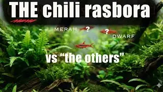 I FINALLY have them all!!! | Are chili rasboras REALLY better than the other little red guys??