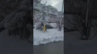 snow in Maple, Ontario. March 3,2023.