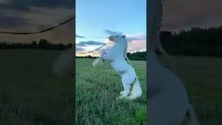 Cavalo branco&hellip; ❤️