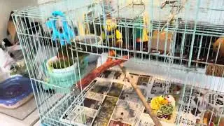Cage Door Issues