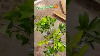 Unboxing online purchased orange 🍊🍊  plants #orangeplant #kinnow #onlineplants #terracegarden