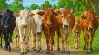Aksi Puluhan Sapi Menuruni bukit hijau, Suara sapi Moo, Kawanan Sapi lucu berjalan menuju ladang