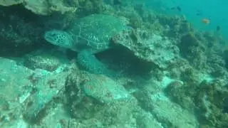 Extremely Rare turtle found !?!?!
