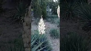 Шикарные юкки, цветение🌸🌷🌸просто невероятно 🥰 #music #animation #flowers #yucca #love