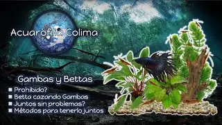 PROHIBIDAS las GAMBAS con un BETTA 🦐🐟 @acuarofiliacolima1837