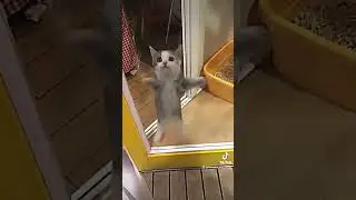 Cuando veo a mi mejor amig@ jjjj#bananacatcrying #happycat #funny #cats #catsreels #funnycat #viral