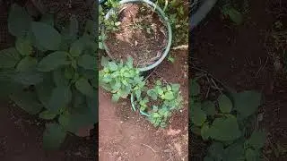 Grow amaranths in plastic containers at home