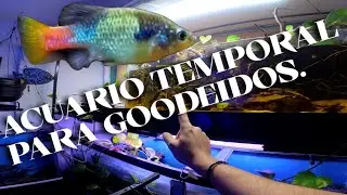 Seguimos en el desmonte del Fishroom. Ac&uacute;ario temporal para peces GOODEIDOS.