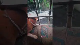 cat short video