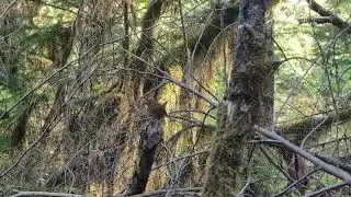 A Pacific Wren Calling Along a Forest Trail Video