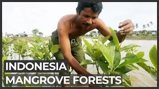 Trying to revive and protect Indonesia's mangroves