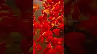 The Hidden Beauty of Goldfish And Koi Carp #goldfish #koicarp #fish #lovefish #beautifulfish #shorts