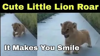Cute Lion Cub Roar | (viral Videos)