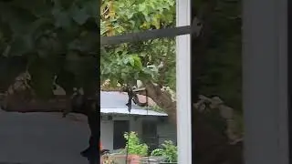 abu manjat pohon #cat #shortvideo