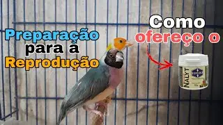 3. REPRODUÇÃO DE DIAMANTE DE GOULD -  CC2030 + NALYT PARA OS DIAMANTES DE GOULD E PARA AS CALOPSITAS