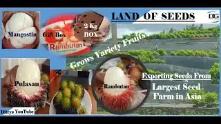 The Land of Seeds