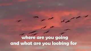 Little bird, Voice and Piano + Composition: Silvia Amberger