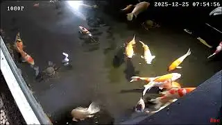 Koi #ikanhias #koi #viral #koifish #2026 