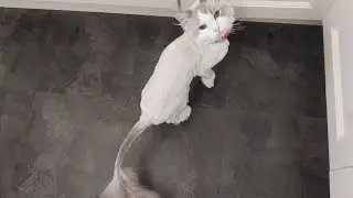 My's cat dinner time