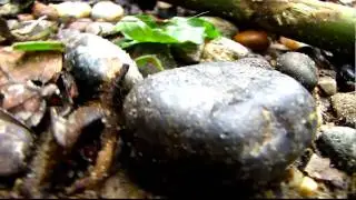 Dendrobates truncatus