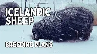 SHEEP BREEDING: Sorting ICELANDIC SHEEP For Fall 2022 Season (Life RAISING SHEEP Vlog)