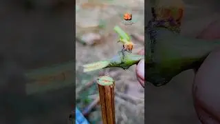 Grafting grapes secret tips that everyone don't know| #satisfying #grafting #grapeleaf