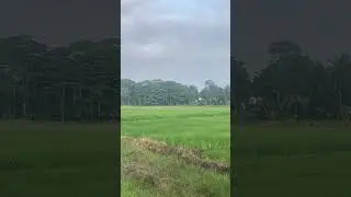 Update for today rice nice 👍 #viralvideo #youtubevideo nice location