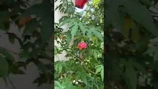 these flowers look like little lanterns 🏮🎀🎐