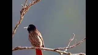 Maroon Oriole Singing Bird