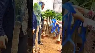 Plant & Flower Bagging Techniques #satisfying #shot