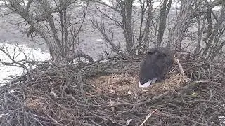 Decorah North Nest :Afternoon delight : Nestorations continues