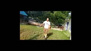 Huge Maple log winched out of backyard in 3 pieces