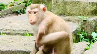 I Never See Brandy baby monkey who was as beautiful as gold when she helped her