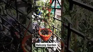 Amazingly Grown Beutiful leaves of Iresina or blood leaf plant #reels #balconygarden #shortvideo