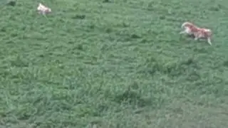 DogParkFun.com