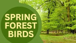 Spring forest birds / original recordings / #relaxing #nature  #deepsleep