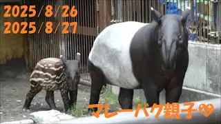 【マレーバク】2025/8/26・8/27のマレーバク親子💖　とべ動物園