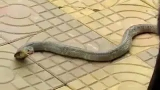 شاهد صراع الكلب و الثعبان