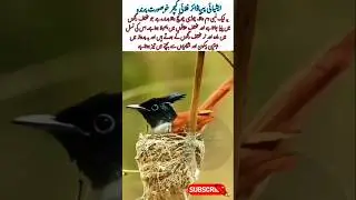 Asian Paradise Flycatcher Nesting #shorts #trending #mzstrends #foryou #AsianParadiseFlycatcher
