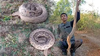 #Russell's viper #rescue venomous snake maaz sayed sirsi 😱😱😱👍👍91+6364660978