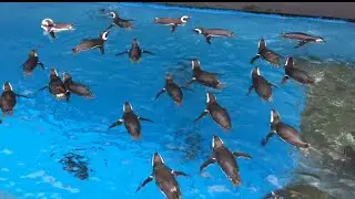 Beautiful penguins swim/Joetsu Aquarium Umimonogatari, Niigata Pref.上越市立水族博物館 うみものがたり/新潟県